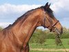 stallion Lonsdale (Hanoverian, 1990, from Lemon Tree)