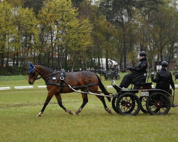 horse Lanjana 5 (German Warmblood, 2010, from Lucky)