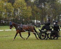 Pferd Lanjana 5 (Deutsches Reitpferd, 2010, von Lucky)