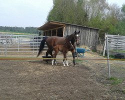 Springpferd Hengst von Cullinan du Borget / Coriano (Holsteiner, 2016, von Cullinan du Borget B)