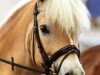 dressage horse Adriaan van de Wilhelminahoeve (Haflinger, 2008, from Alcatan Imladris)