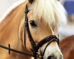 dressage horse Adriaan van de Wilhelminahoeve (Haflinger, 2008, from Alcatan Imladris)