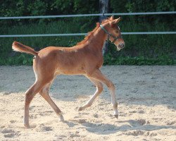 jumper Simply Red 7 (Holsteiner, 2016, from Uriko)