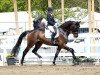 dressage horse Frank Sinatra 7 (Westphalian, 2011, from Fidertanz)