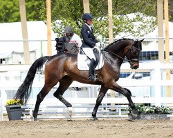 dressage horse Frank Sinatra 7 (Westphalian, 2011, from Fidertanz)