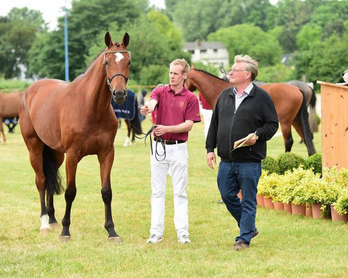 broodmare Fine Lady (Holsteiner, 2013, from Cascadello)