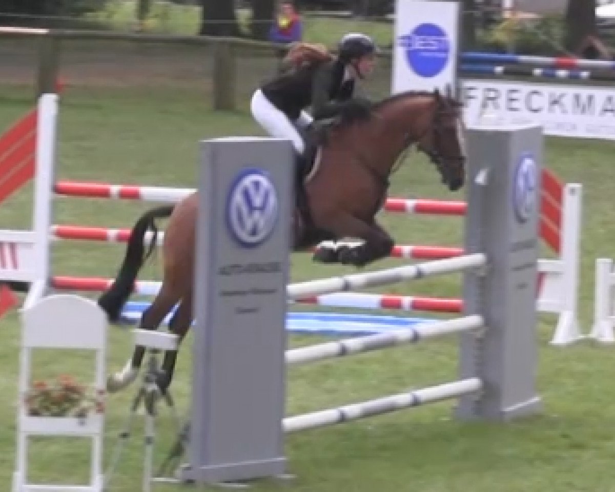 Springpferd Mac Cain H WE (Deutsches Reitpony, 2010, von Machno Carwyn)