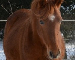 broodmare Ballettänzerin (German Riding Pony, 1997, from Campari Pur)