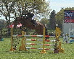 jumper Large Loi (Hanoverian, 2011, from Lamberk)