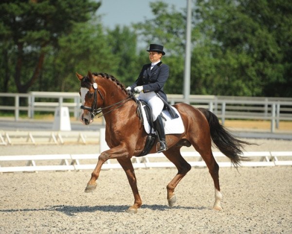 stallion Kartsevo Upperville (Royal Warmblood Studbook of the Netherlands (KWPN), 2001, from Cabochon)
