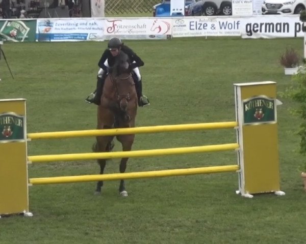 broodmare Charlie 237 (German Sport Horse, 2010, from Chap 47)