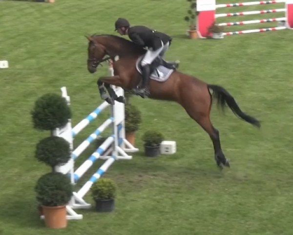 broodmare Calais 29 (German Sport Horse, 2010, from Contagio)