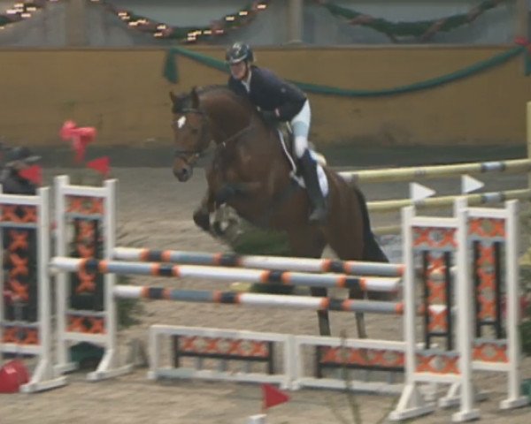 stallion Voll Toll (Hanoverian, 2010, from Vesuv 35)