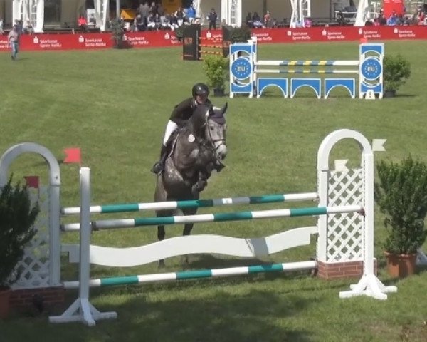 jumper Cornando (German Sport Horse, 2010, from Cosido)