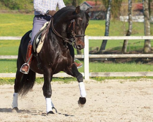 stallion Titan (Pura Raza Espanola (PRE), 2010)