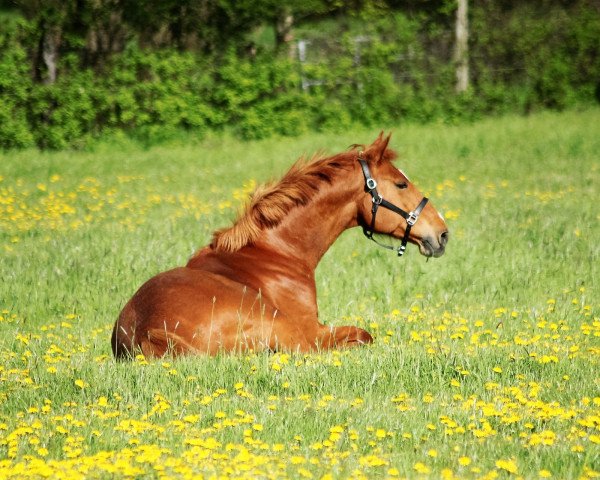 Pferd Unessa (Hannoveraner, 2008, von Harmony's Baroncelli)