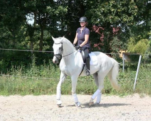 dressage horse Prefiction (KWPN (Royal Dutch Sporthorse), 1997, from Junior STV)