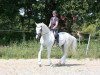 dressage horse Prefiction (KWPN (Royal Dutch Sporthorse), 1997, from Junior STV)