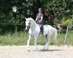 dressage horse Prefiction (KWPN (Royal Dutch Sporthorse), 1997, from Junior STV)