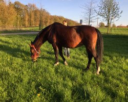 broodmare Go an Hopp (Oldenburg, 1993, from Goldstern)