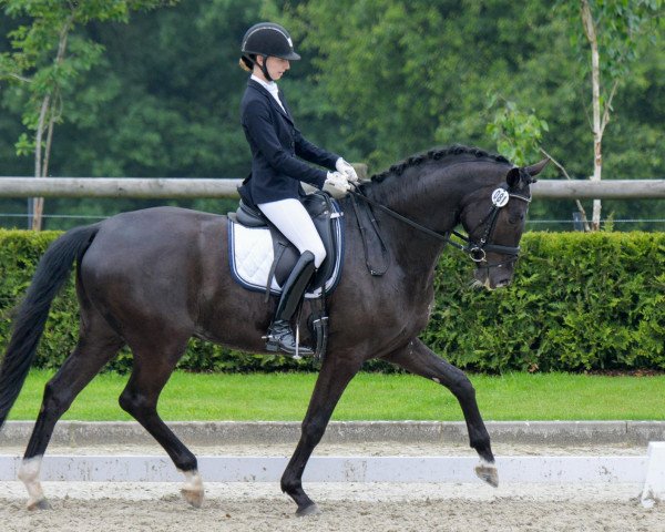 dressage horse Snake River G (Luxembourg horse, 2010, from San Amour I)