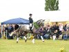 dressage horse Claretto 3 (Holsteiner, 2011, from Clarimo Ask)