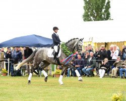 dressage horse Claretto 3 (Holsteiner, 2011, from Clarimo Ask)