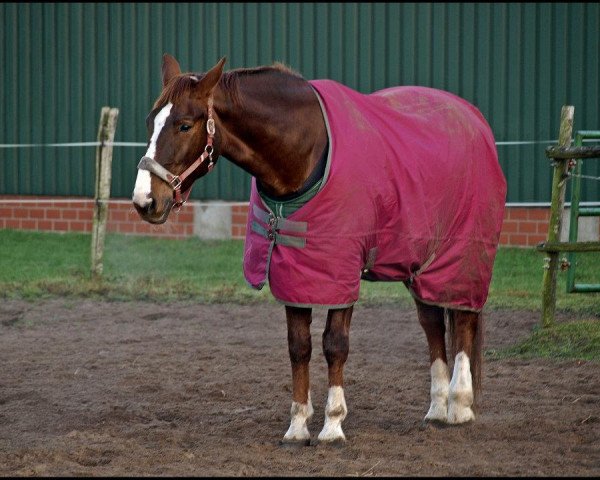 horse Dagona (Oldenburg, 1994, from Dagon)