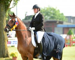 dressage horse Lavissaro (Holsteiner, 2012, from Lissaro)