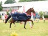 broodmare Festel (Holsteiner, 2013, from Cascadello)