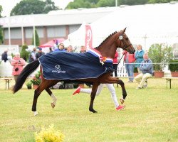 broodmare Festel (Holsteiner, 2013, from Cascadello)