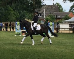 jumper New Planet (German Riding Pony, 2004, from Nacromancer in the dark)