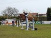 jumper Bernice 14 (Hanoverian, 2007, from Buddenbrock)