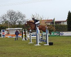 jumper Bernice 14 (Hanoverian, 2007, from Buddenbrock)