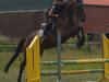 dressage horse Bengel 17 (Hanoverian, 2010, from Buddenbrock)