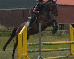 dressage horse Bengel 17 (Hanoverian, 2010, from Buddenbrock)