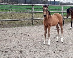 dressage horse Double Diamond N (German Riding Pony, 2021, from Double Cream)