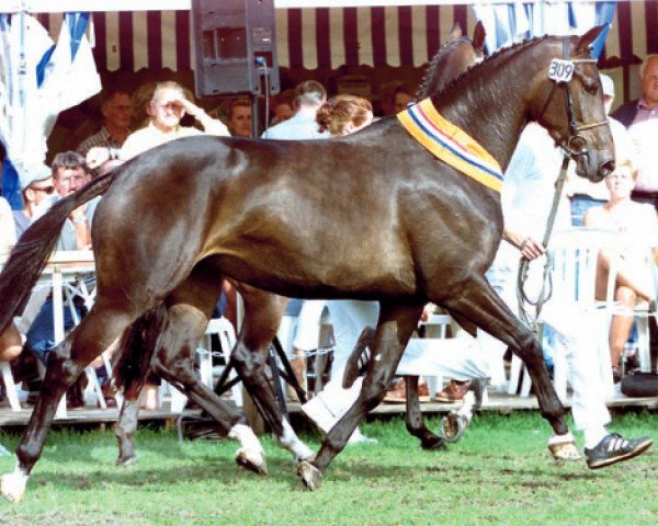 broodmare Pabola (KWPN (Royal Dutch Sporthorse), 1997, from Ferro)