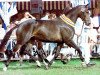 broodmare Pabola (KWPN (Royal Dutch Sporthorse), 1997, from Ferro)