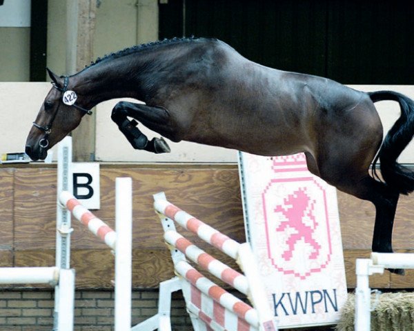 Springpferd Willemijn Hl (Koninklijk Warmbloed Paardenstamboek Nederland (KWPN), 2003, von Numero Uno)