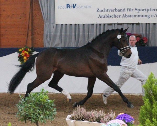 stallion Sir Madlock II (Oldenburg, 2013, from Sommertraum)