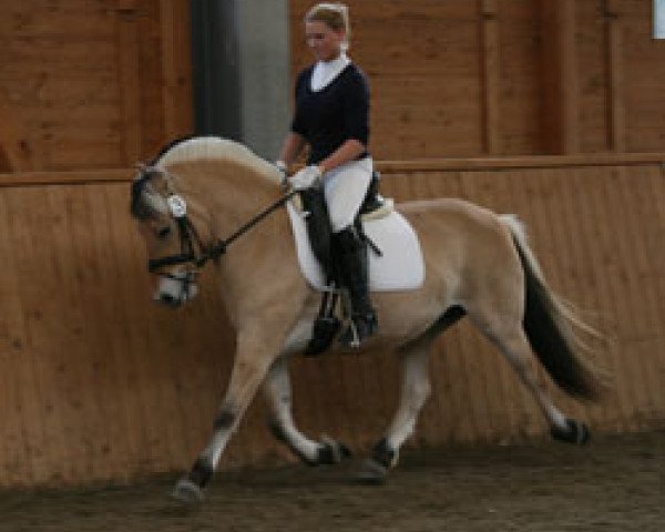 broodmare Kis-Maja (Fjord Horse, 2006, from Malino)