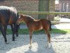 dressage horse Tamina (Westphalian, 2012, from Tamango)