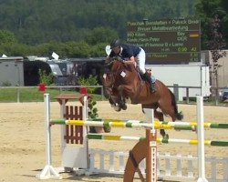 jumper Kilian 67 (Bavarian, 2010, from Question D'Honneur B)