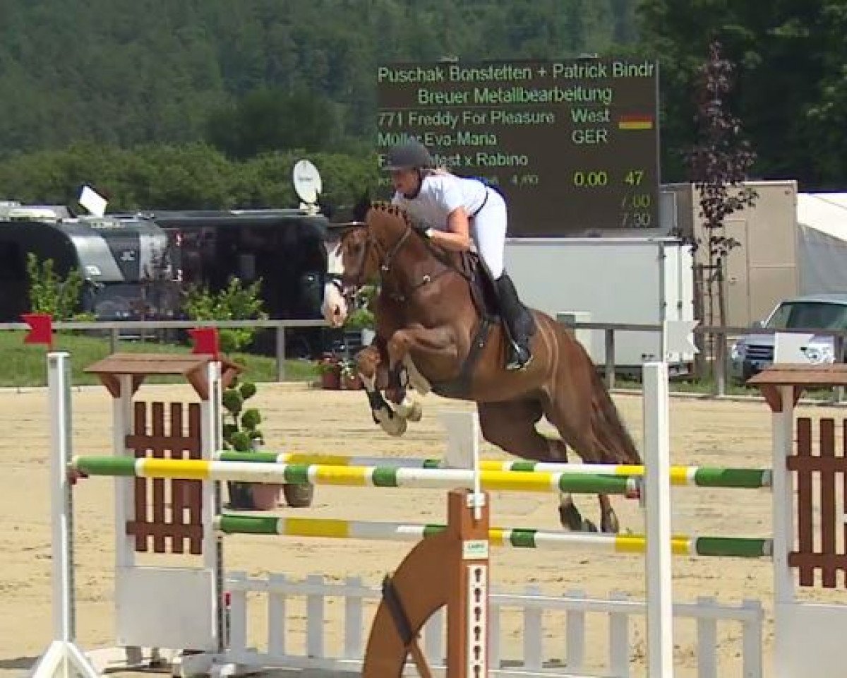 Springpferd Freddy For Pleasure (Westfale, 2010, von For Contest)