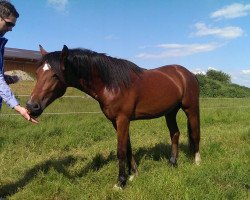 Deckhengst Dillion de Luxe (Welsh-Cob (Sek. D), 2013, von Llanarth Dylan)