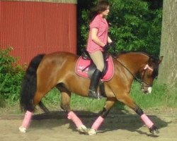 Zuchtstute Thorndonpark Telynores (Welsh-Cob (Sek. D), 1994, von Thorndonpark Prince)