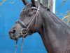 dressage horse Lily Rose (Bavarian, 2012, from E.H. Millennium)