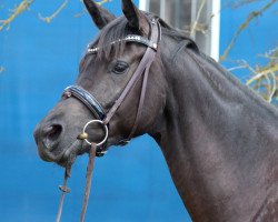 dressage horse Lily Rose (Bavarian, 2012, from E.H. Millennium)