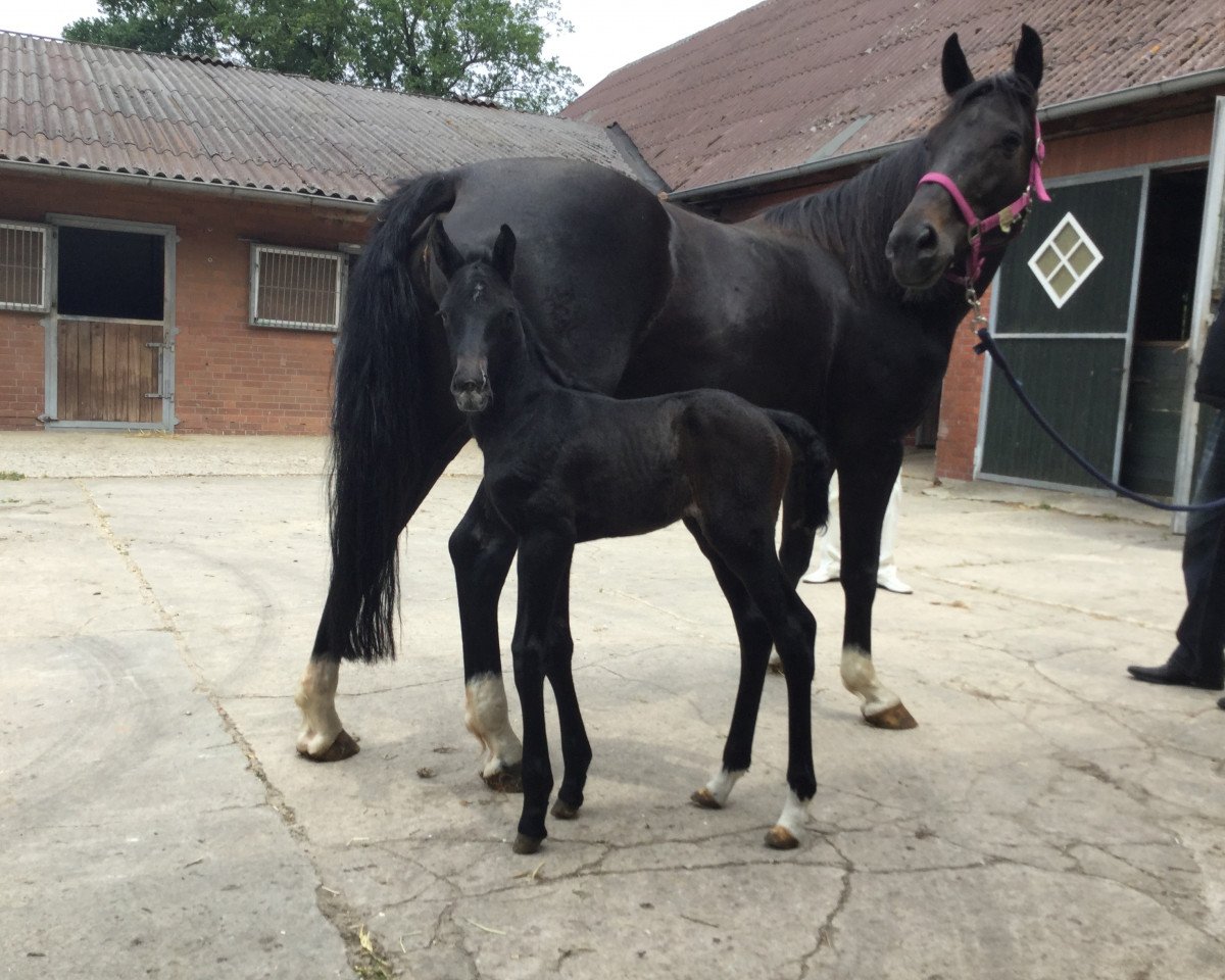 jumper Clinton's Springwonder (Hanoverian, 2016, from Clinton's Heart)